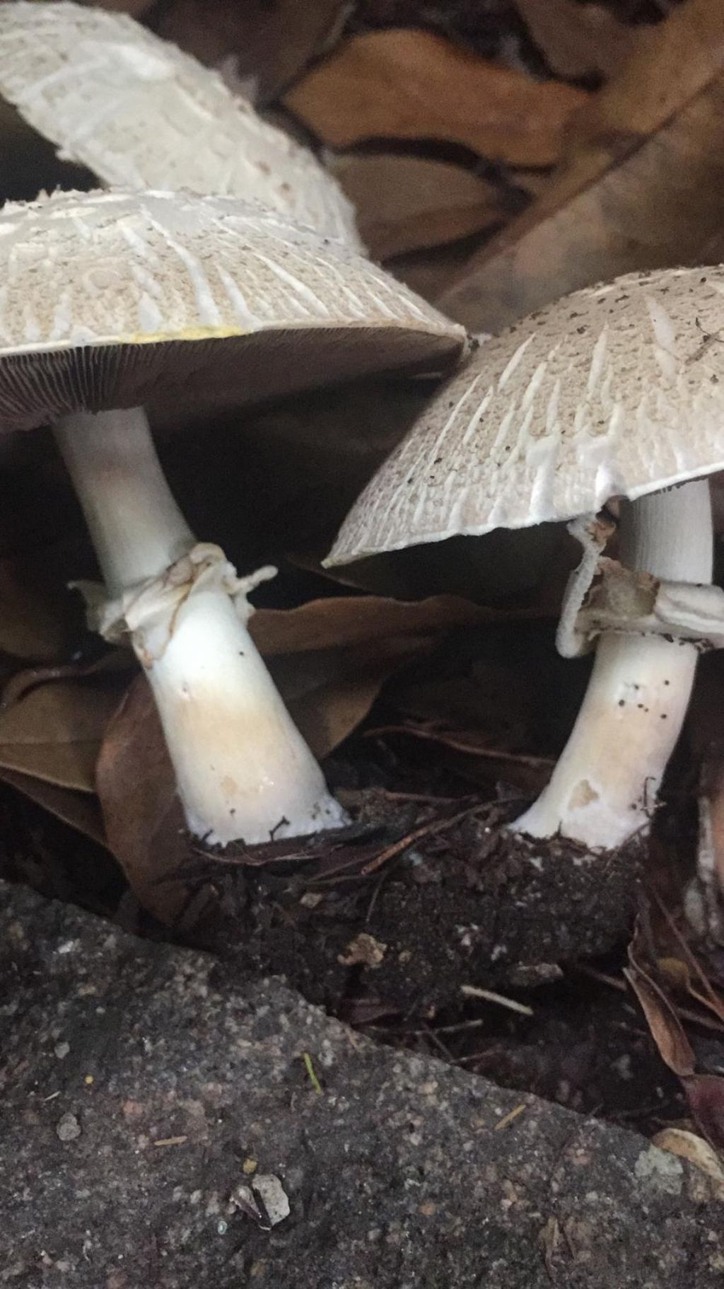 funghi sul lago di Garda